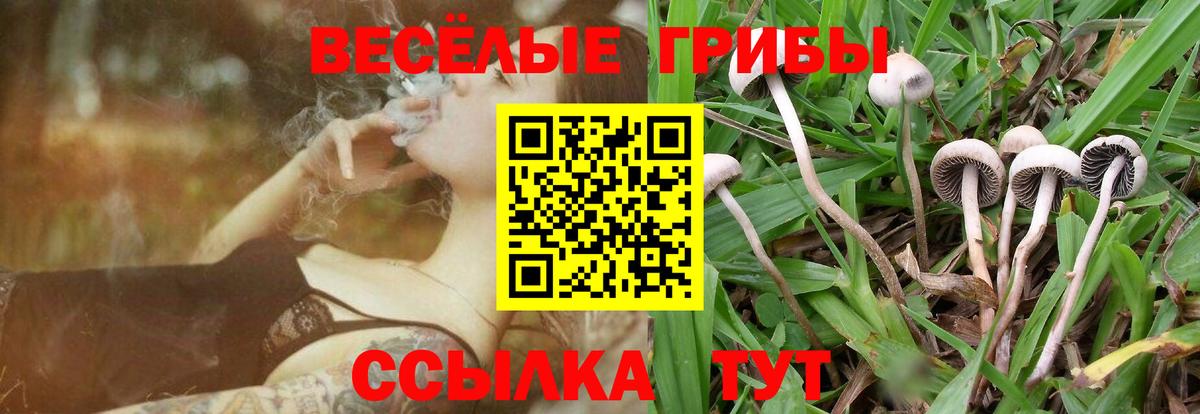Псилоцибиновые грибы Psilocybe  Вход с VPN  Альметьевск 